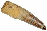 Fossil Spinosaurus Tooth - Real Dinosaur Tooth #348600-1